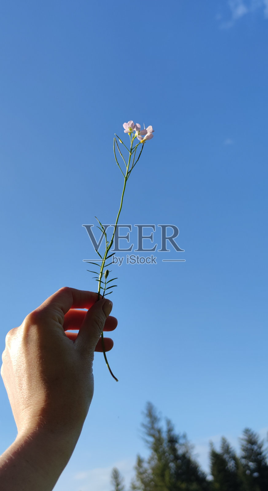 一个女人手里的野地花照片摄影图片