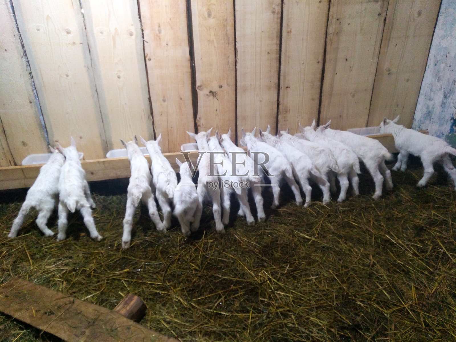 一群小山羊正站在食槽旁边吃东西照片摄影图片