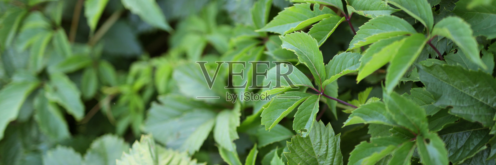 一种郁郁葱葱的绿色植物，叶子绿而有光泽。这株植物饱满而健康照片摄影图片