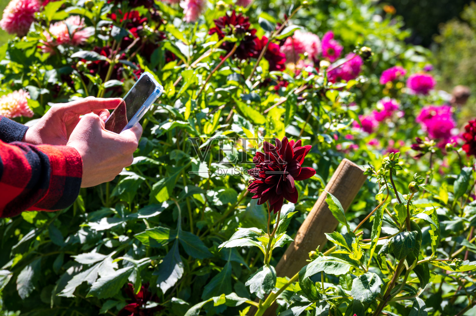 一名男子手持手机，在阳光明媚的花园里拍摄美丽的深红色大丽花照片摄影图片
