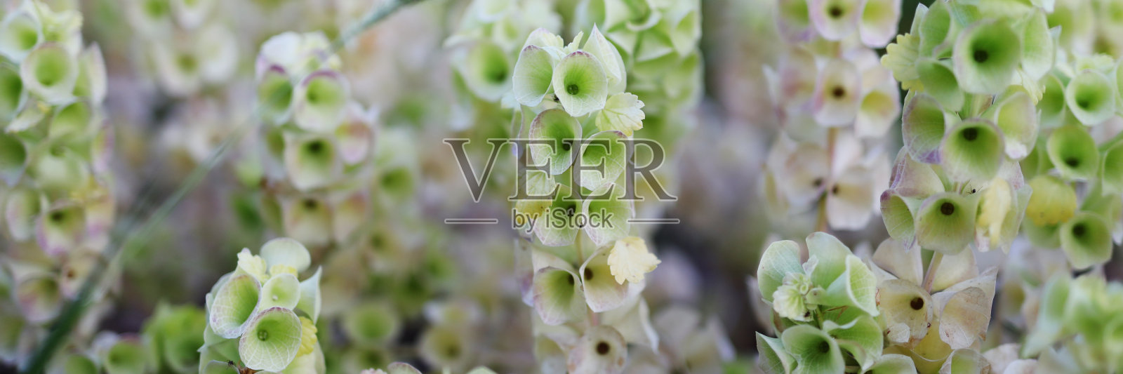 一束带着绿叶的白花。花在田野里，彼此靠得很近照片摄影图片