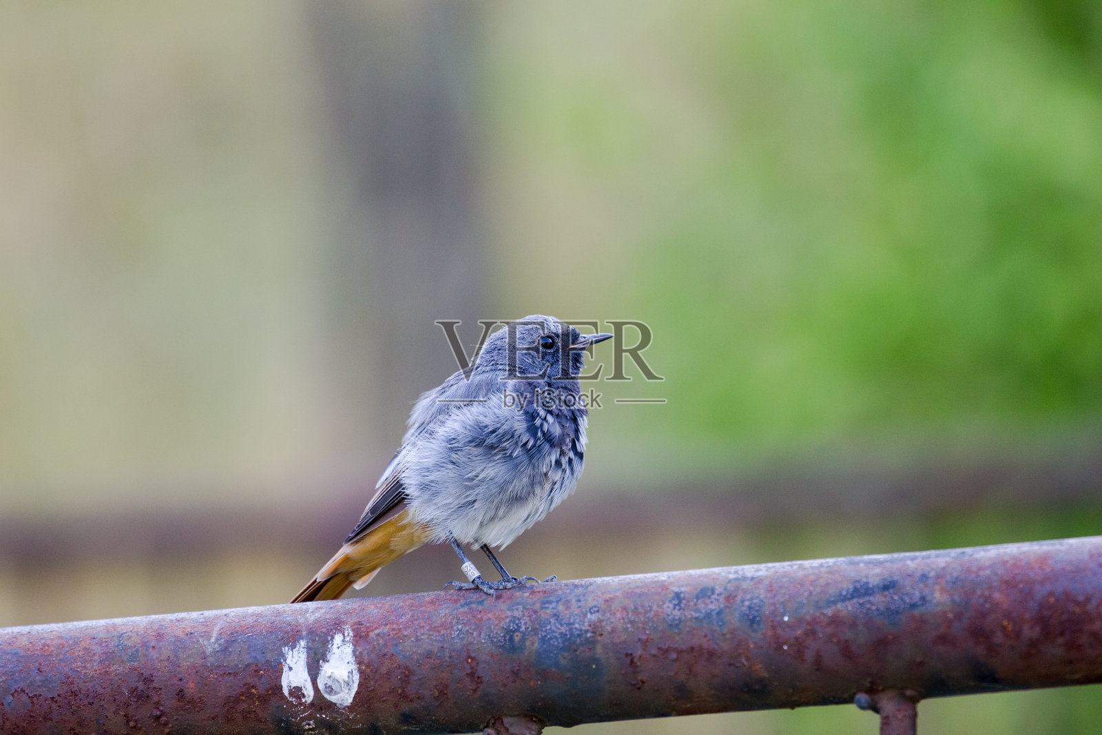 莺照片摄影图片