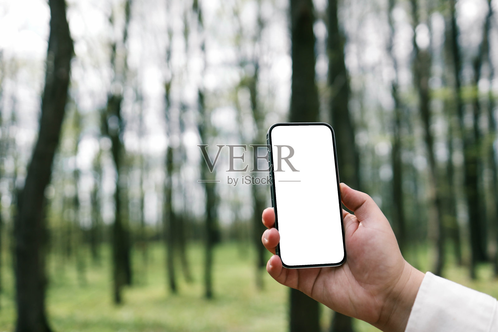 手里拿着手机，还有一张森林的照片照片摄影图片