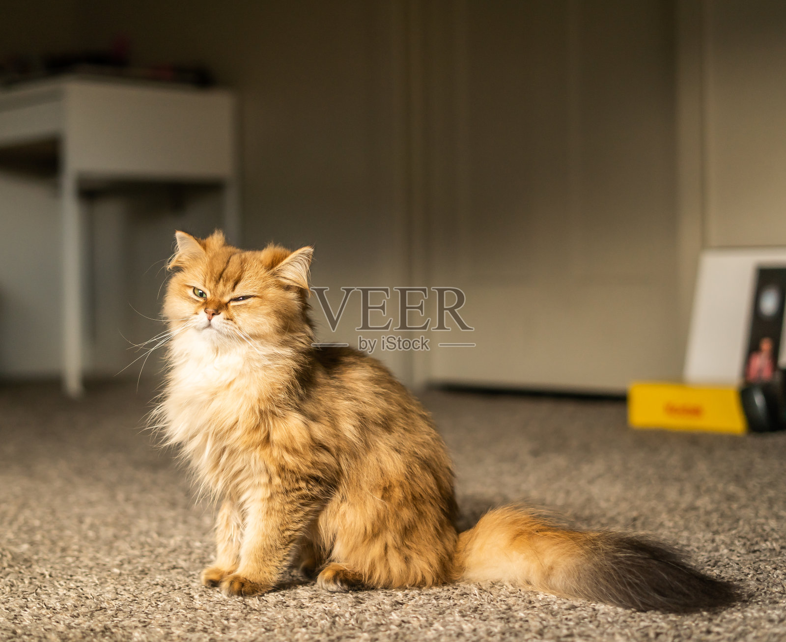 可爱的橙色毛茸茸的异国情调苏格兰折耳猫坐在房间里照片摄影图片