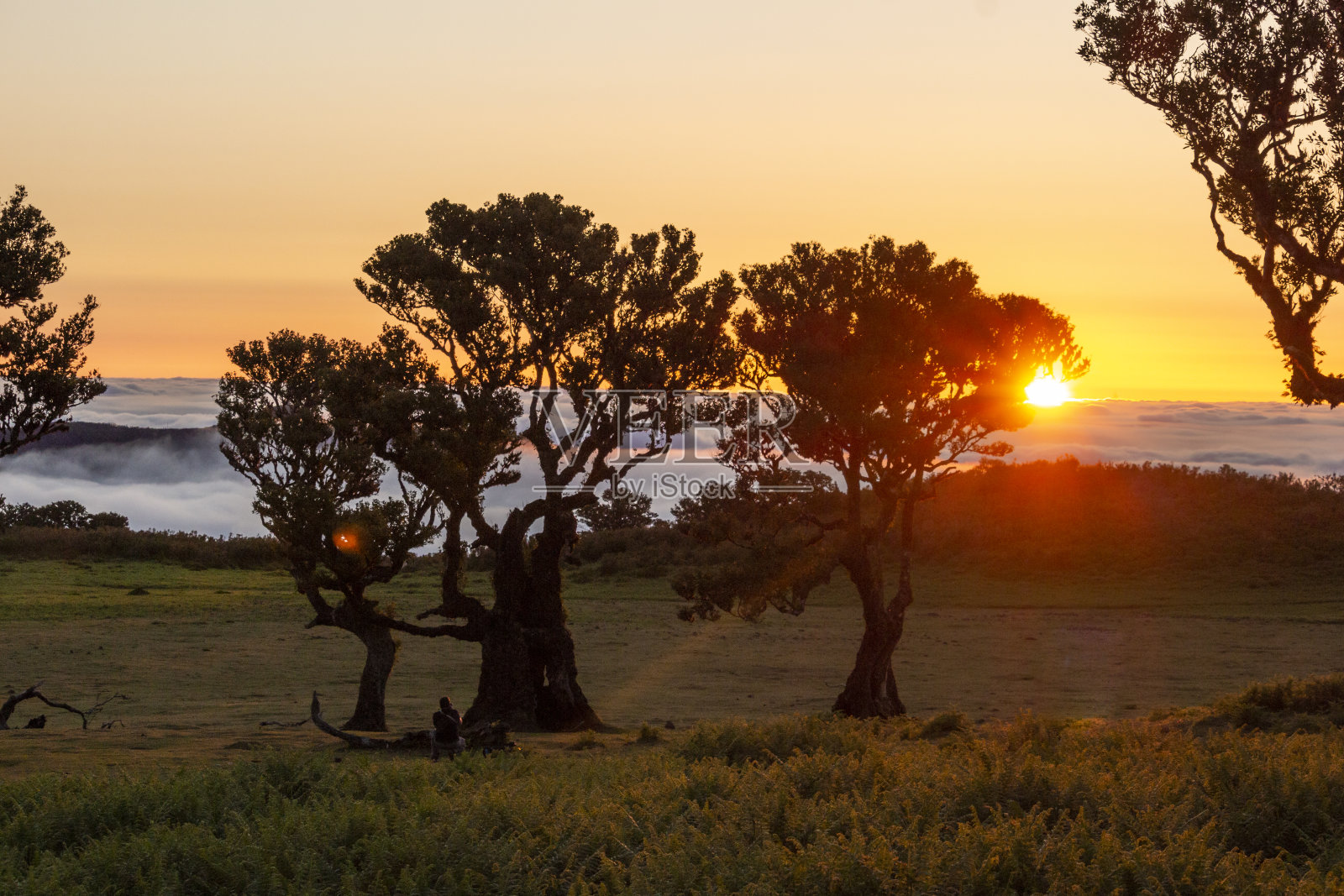 日落和逆云时的Fanal森林树木。金色的小时。葡萄牙马德拉群岛照片摄影图片