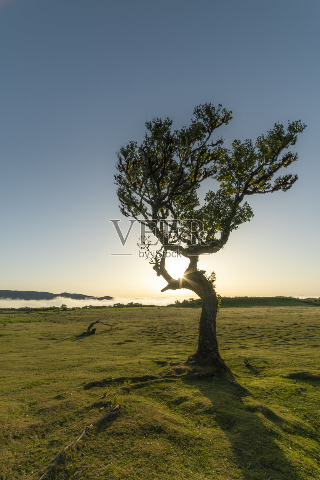 日落时，法纳尔森林中孤独的树和草地。金色的小时。葡萄牙马德拉群岛照片摄影图片