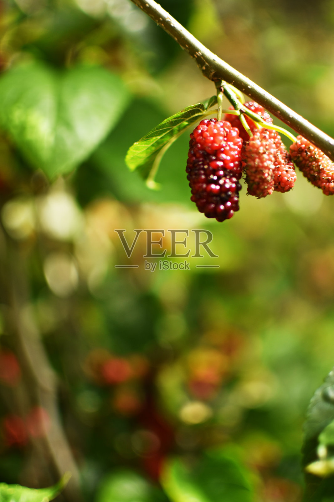 红色和黑色的桑葚挂在树枝上。有选择性的重点照片摄影图片