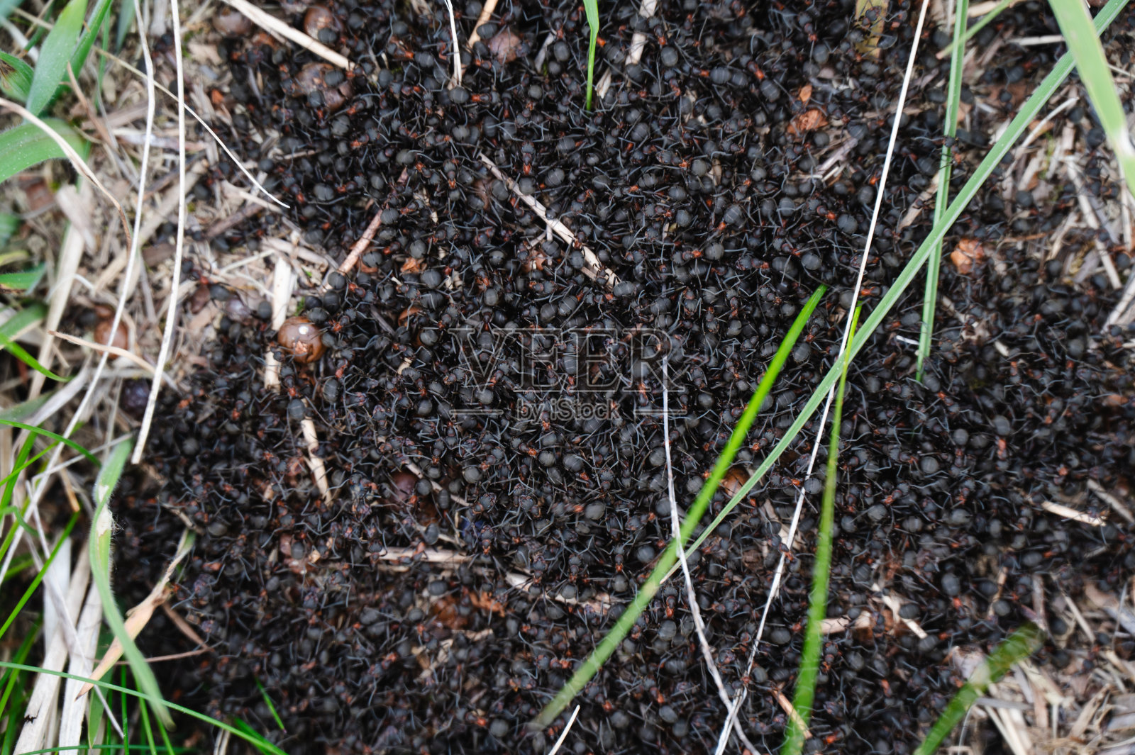 地面上蚁群的特写照片摄影图片