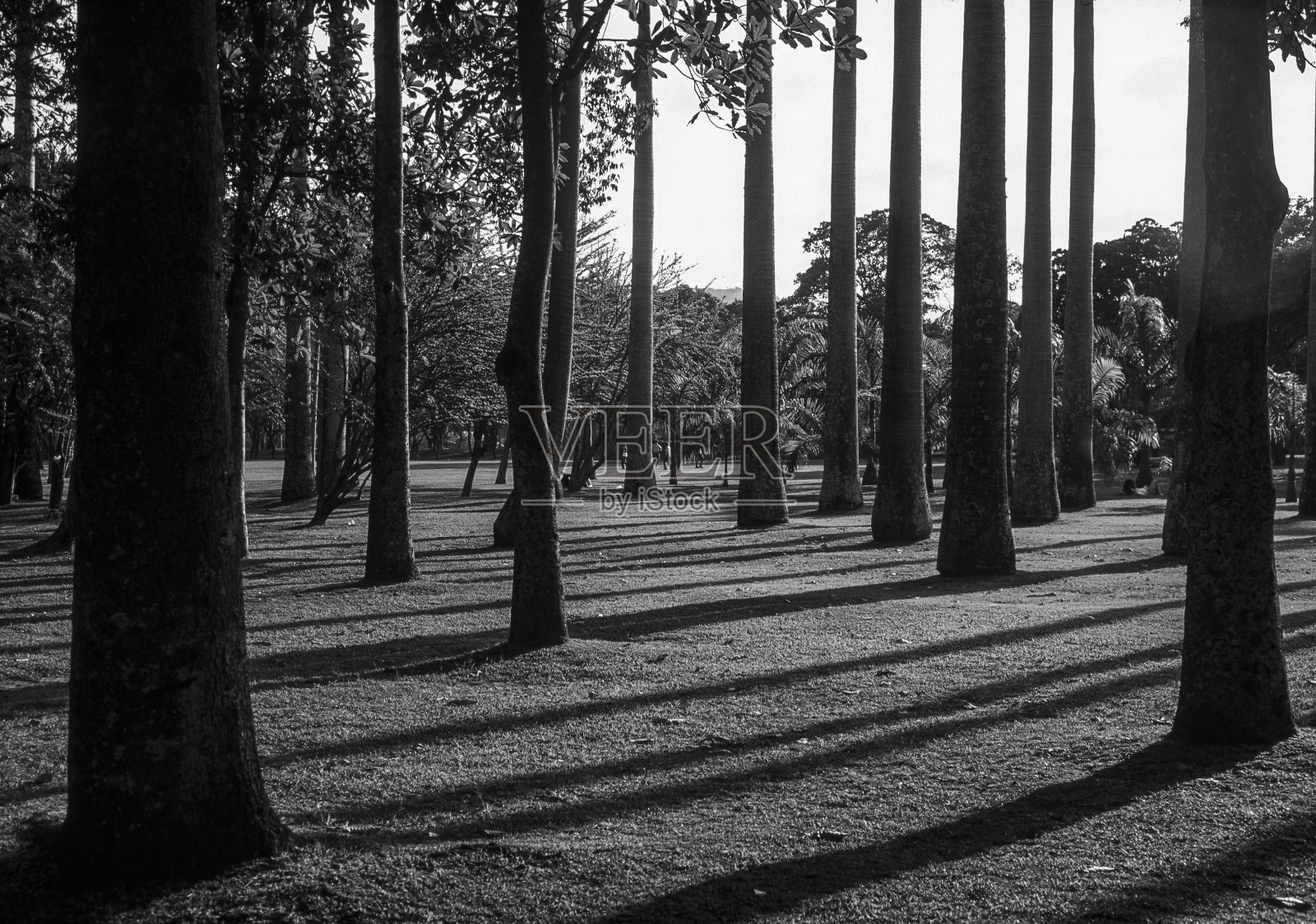 在委内瑞拉加拉加斯的埃斯特公园，日落时的树木和阴影照片摄影图片