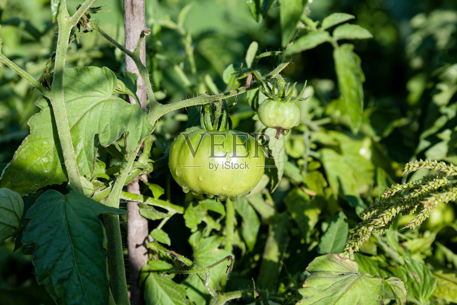 花园里的新鲜绿色番茄照片摄影图片