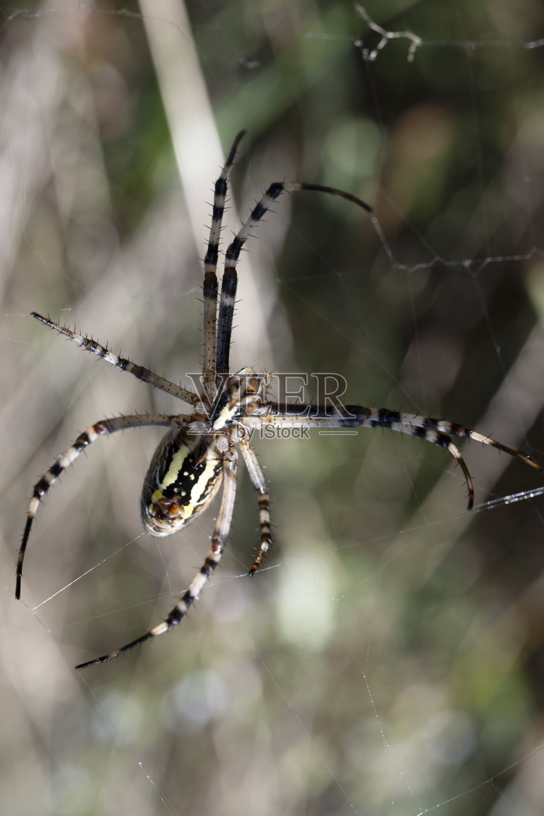 布鲁氏蛙的分离近照照片摄影图片