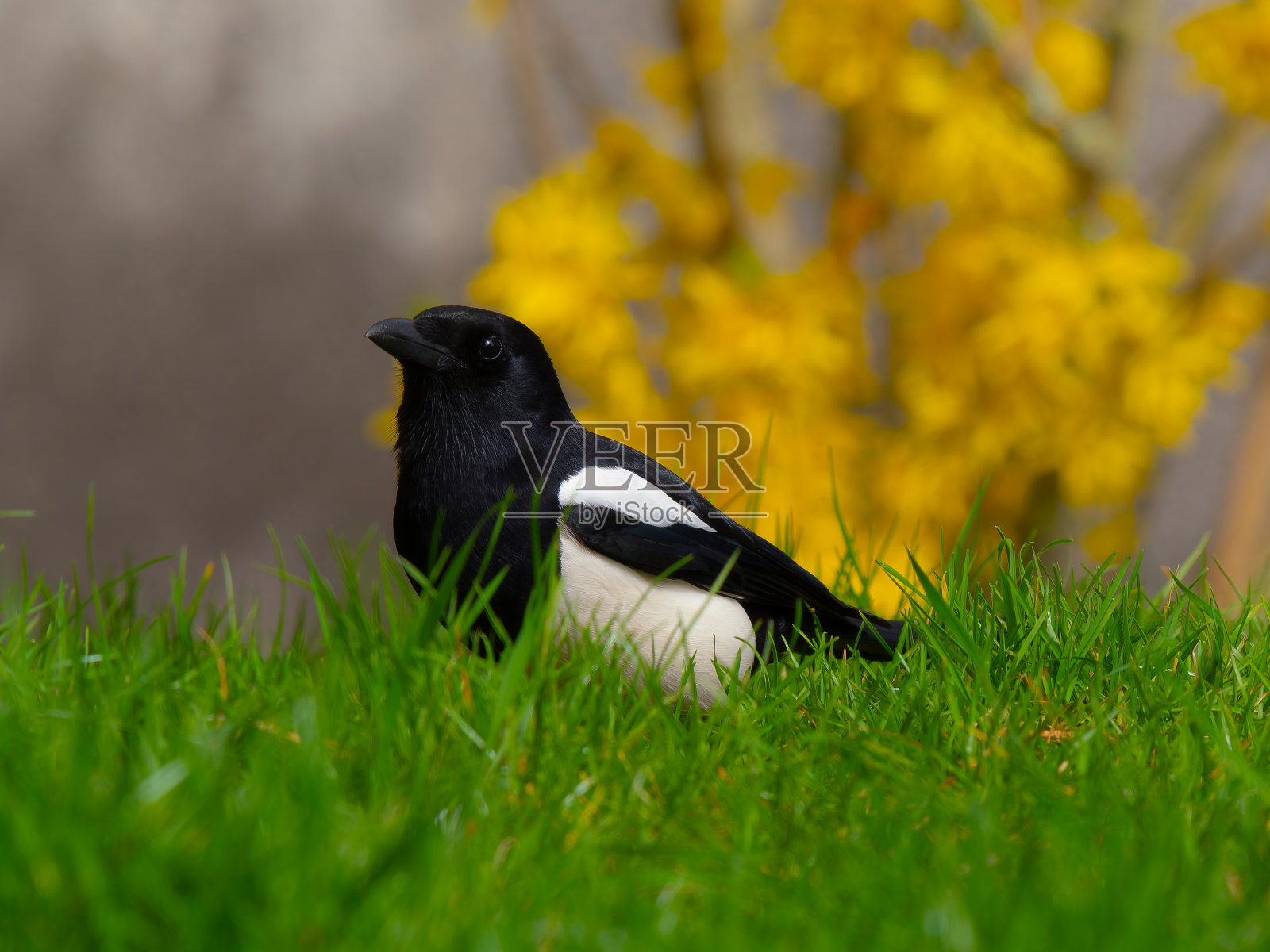 喜鹊在一个美丽的模糊的背景照片摄影图片
