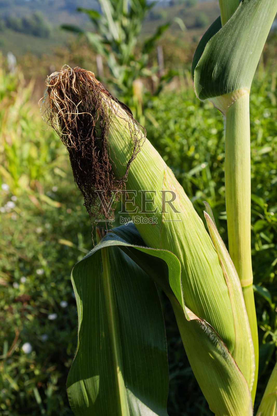 新鲜的绿色玉米芯在当地的玉米地包围着厚厚的深绿色的叶子照片摄影图片