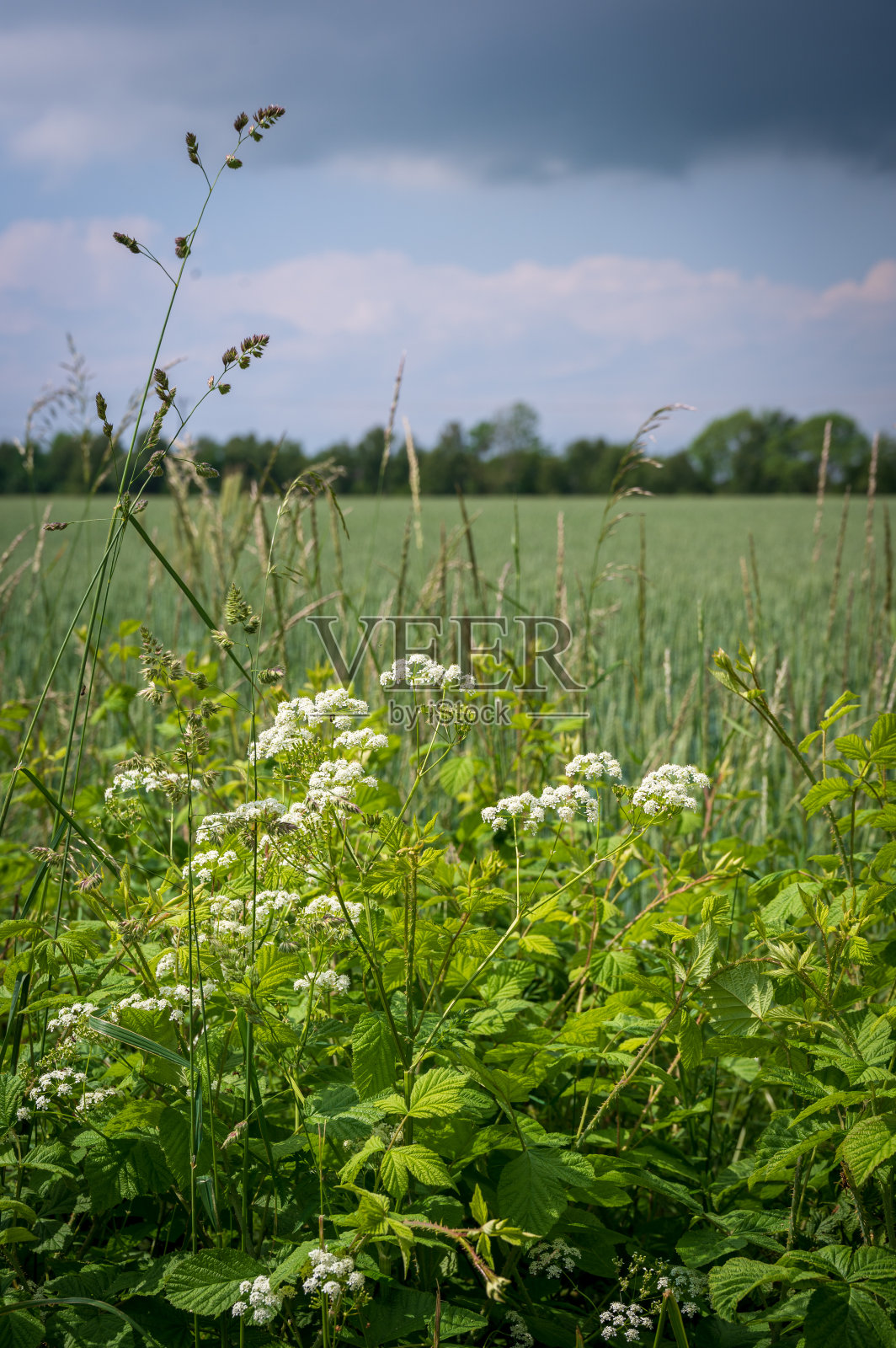 春天，瑞典sk<s:1>，白色的花朵生长在乡村道路和农田旁照片摄影图片