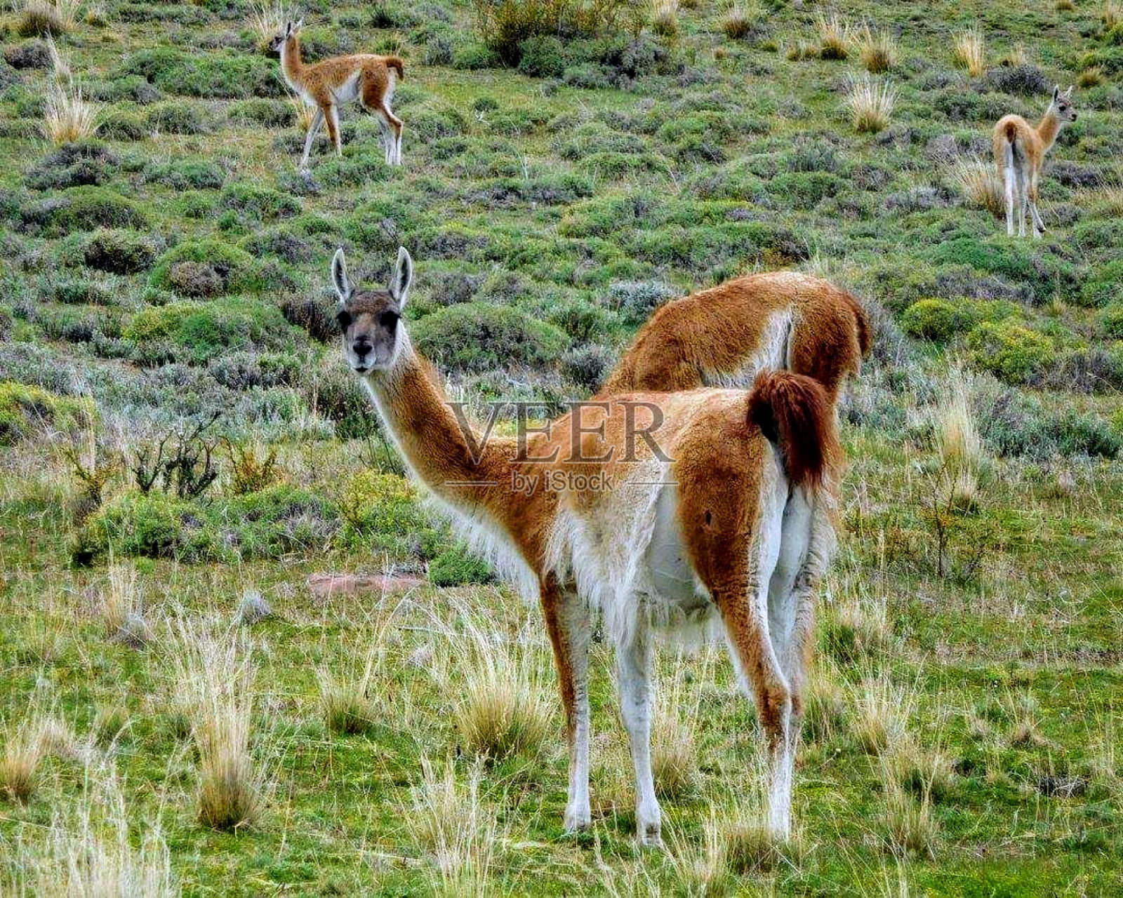 羊驼是一种原产于南美洲的骆驼，与美洲驼有密切的关系照片摄影图片