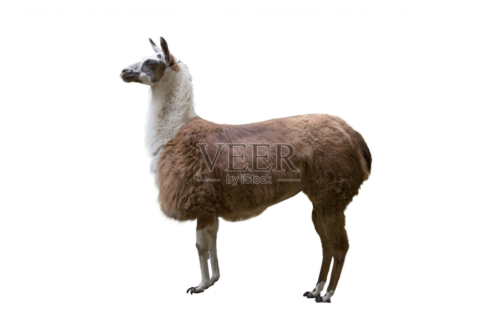 羊驼被隔离在白色背景下，周一快乐照片摄影图片