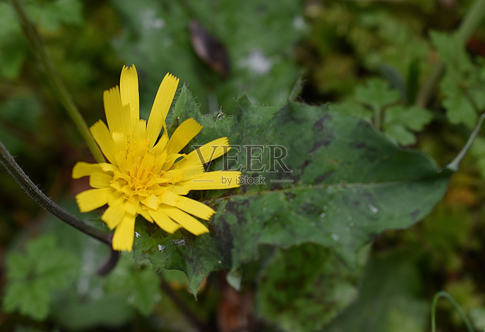 斑点山楂(法语:Hieracium maculatum)(法语:epervi<e:1> macul<s:1>)照片摄影图片