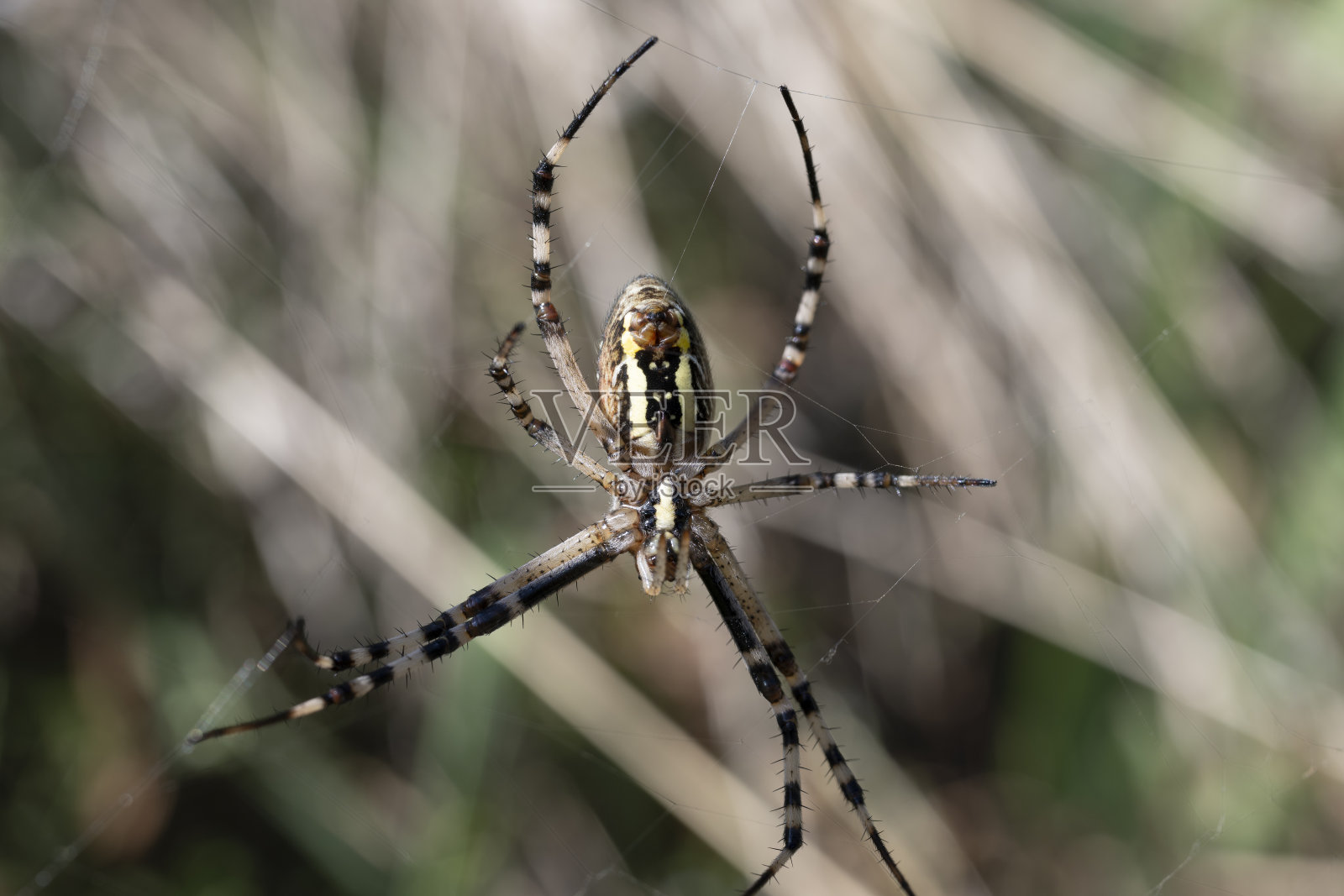 黄蜂蜘蛛的孤立近照照片摄影图片