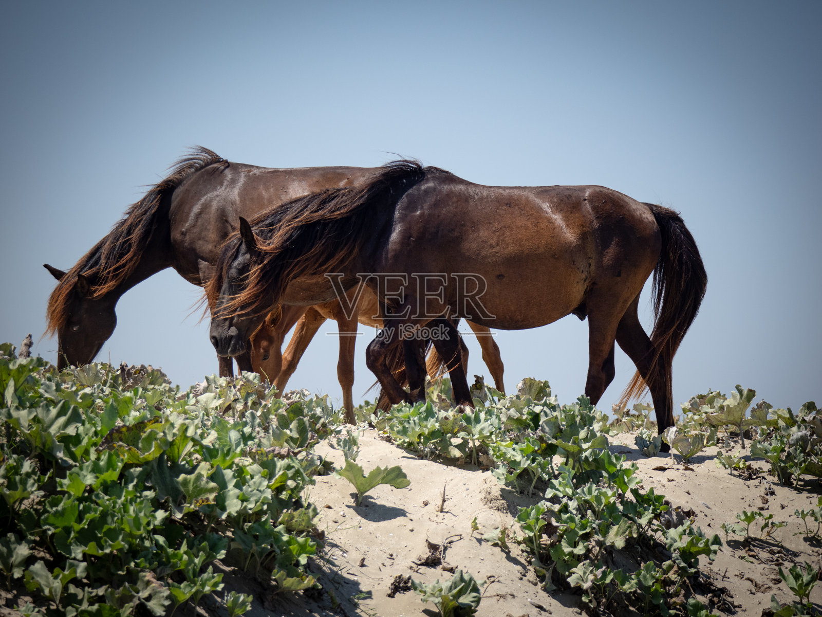 罗马尼亚多瑙河三角洲斯凡图-格奥尔基运河岸边的野马照片摄影图片