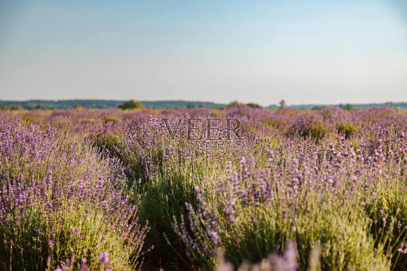 薰衣草花田照片摄影图片