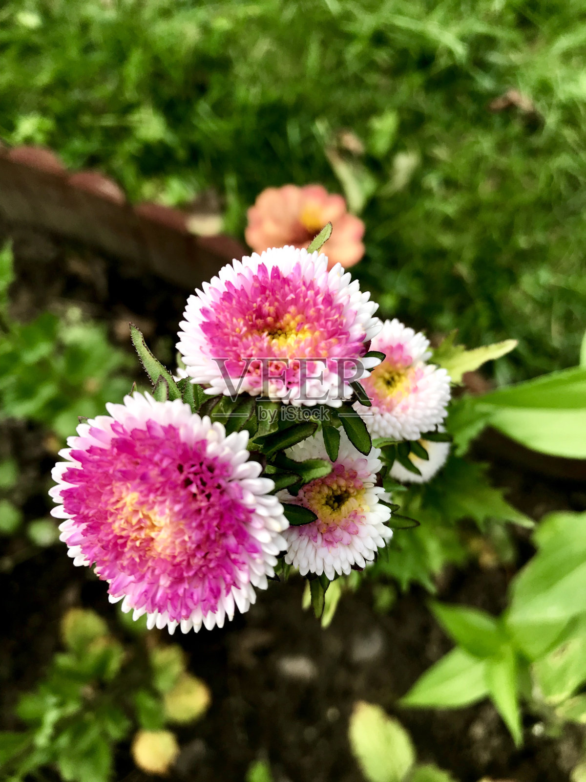 花园里的花照片摄影图片