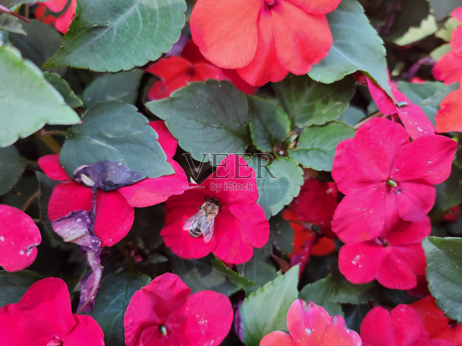 一只采蜜的蜜蜂。照片摄影图片