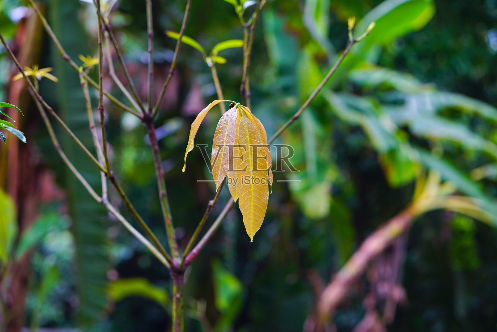 橙色的芒果叶子上有雨滴照片摄影图片
