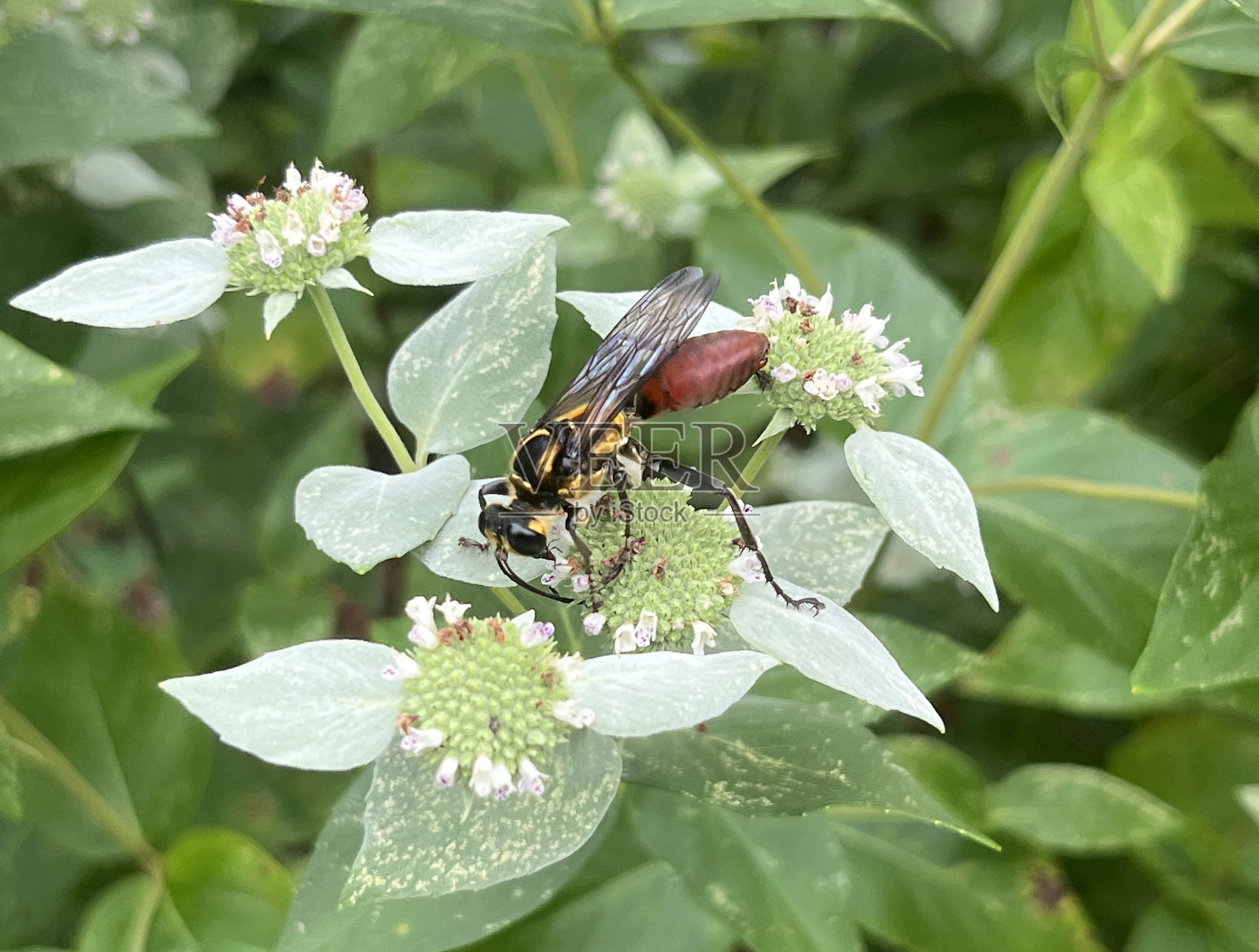 金颈掘金黄蜂照片摄影图片