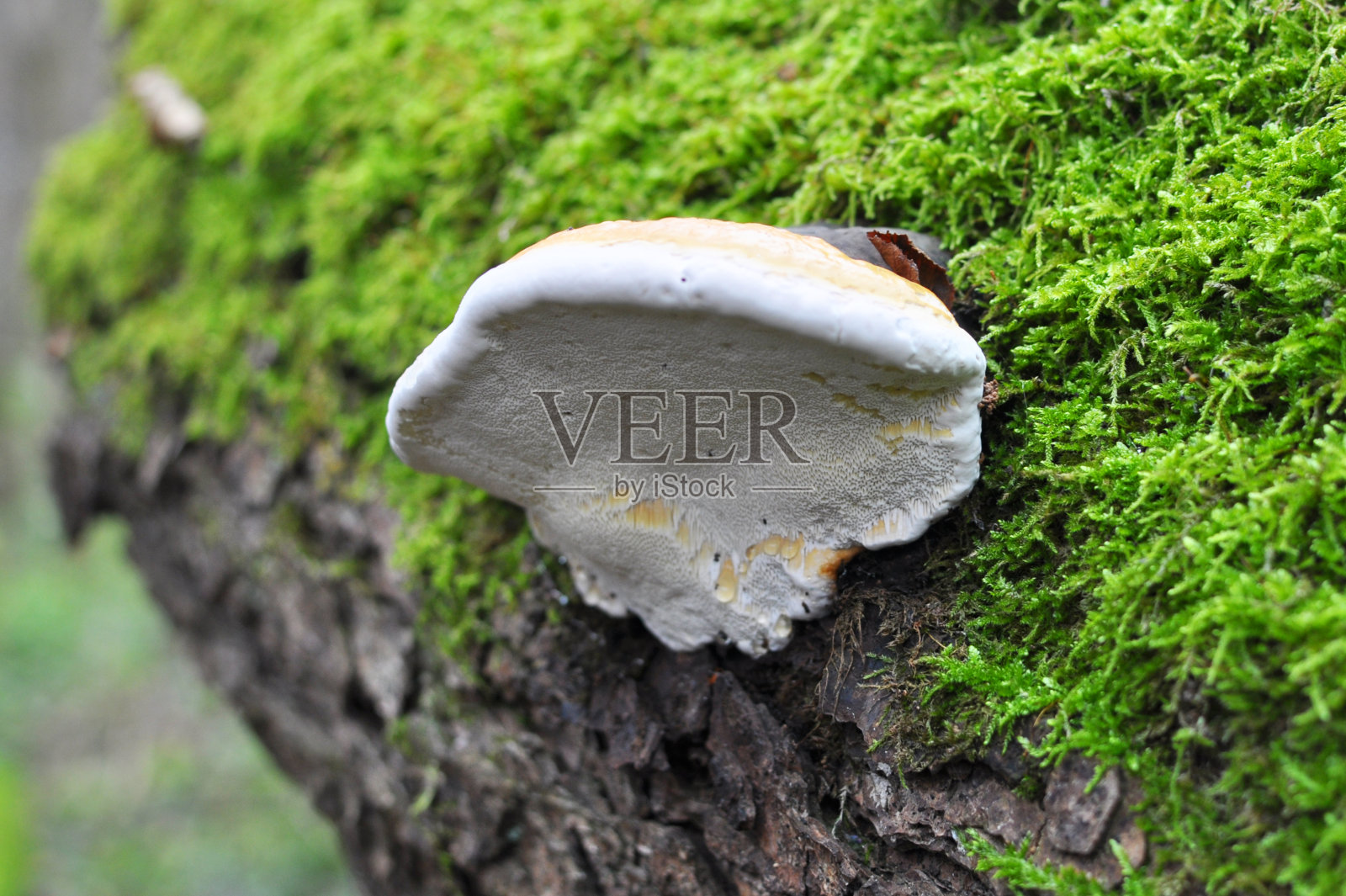 自然生长的食用木蹄菌照片摄影图片