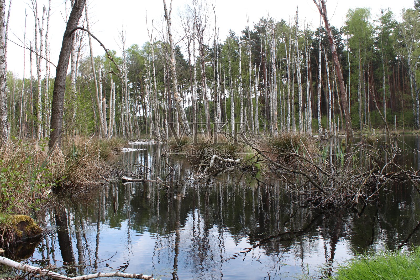 魔法森林里的池塘照片摄影图片