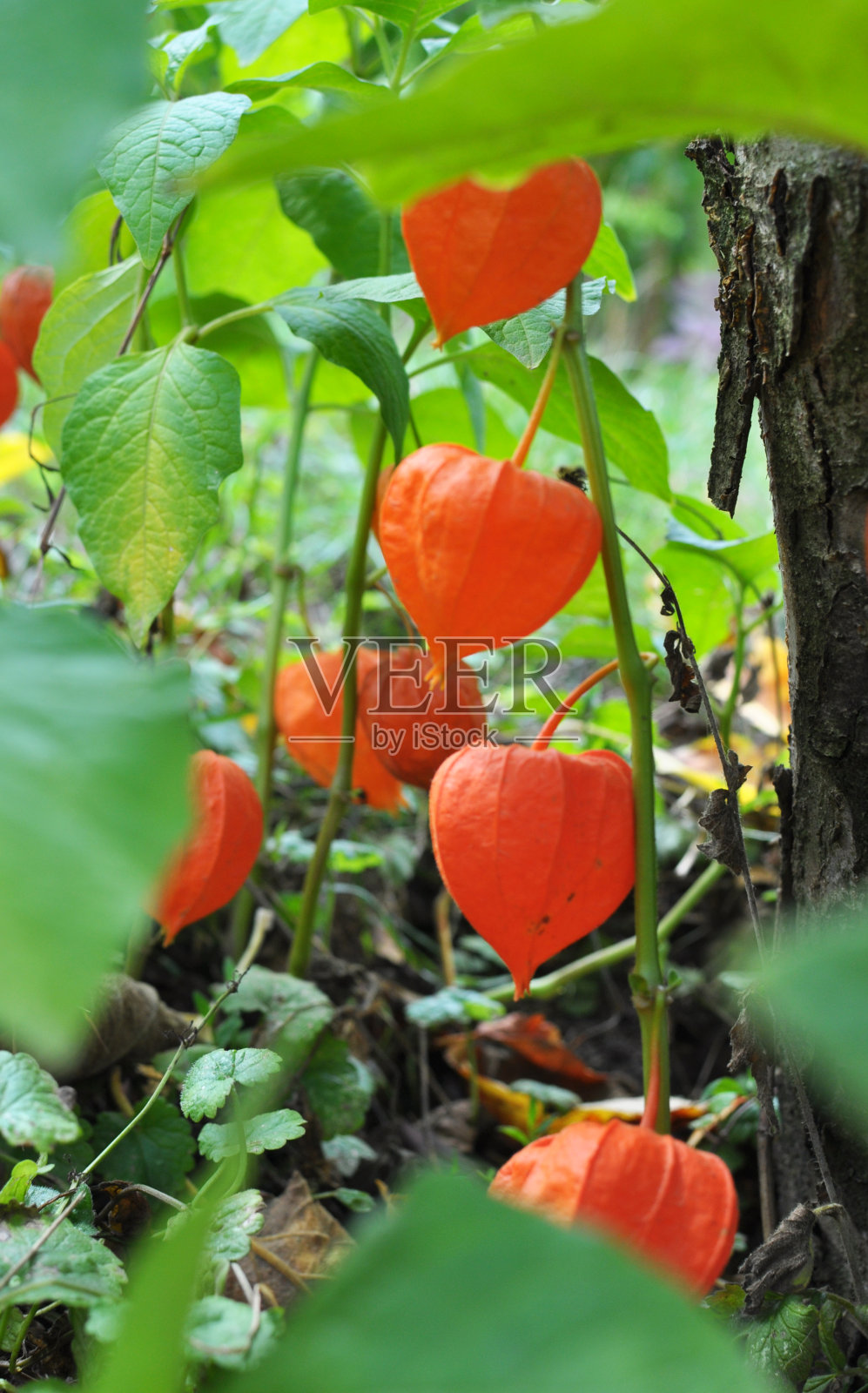 Physalis在花园里生长照片摄影图片