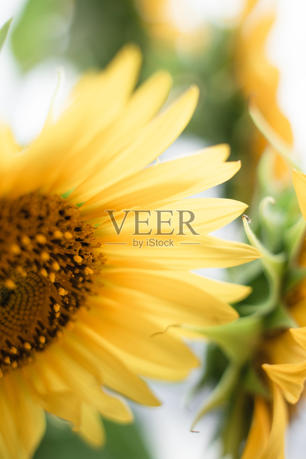 向日葵照片摄影图片