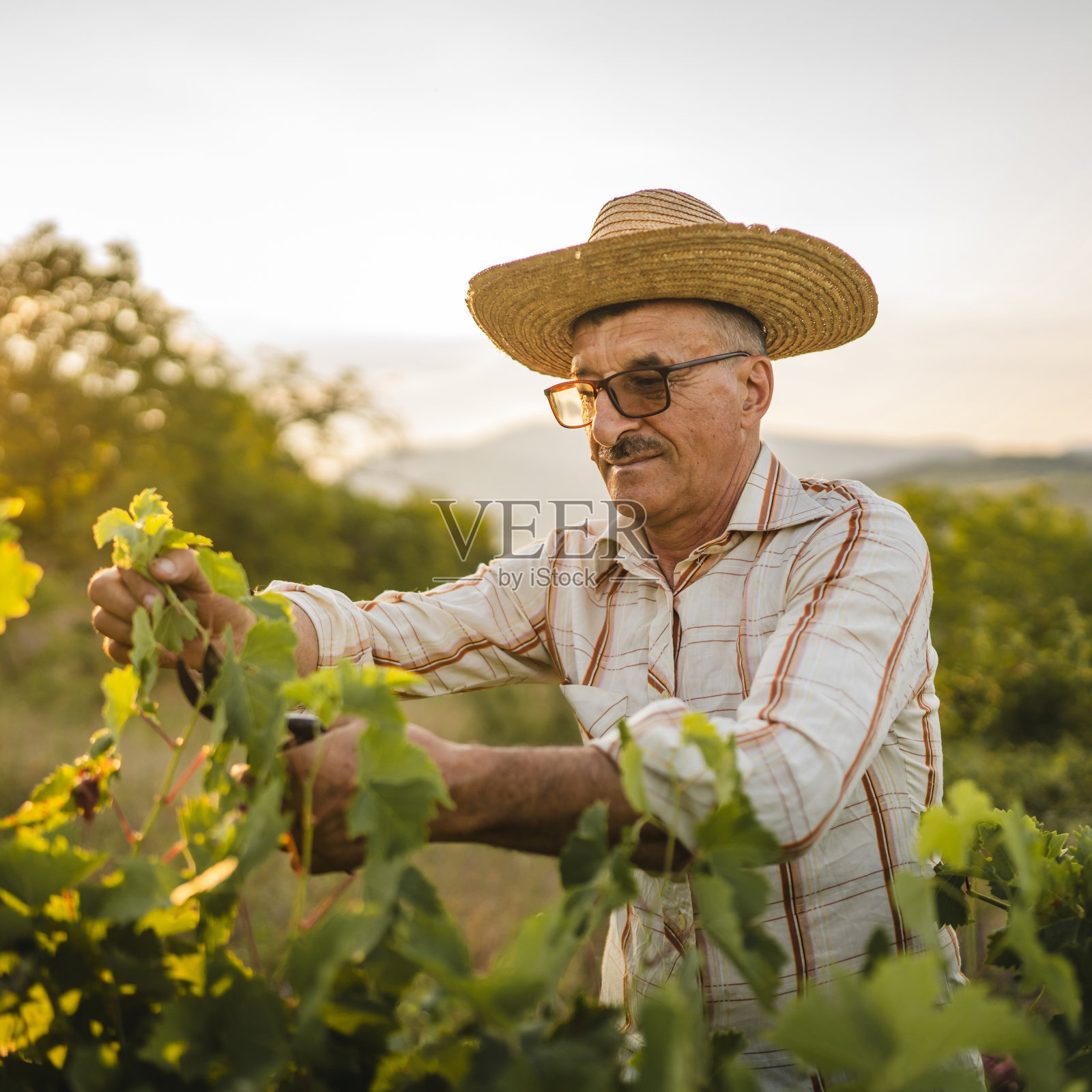 老农夫在葡萄园里修剪葡萄照片摄影图片