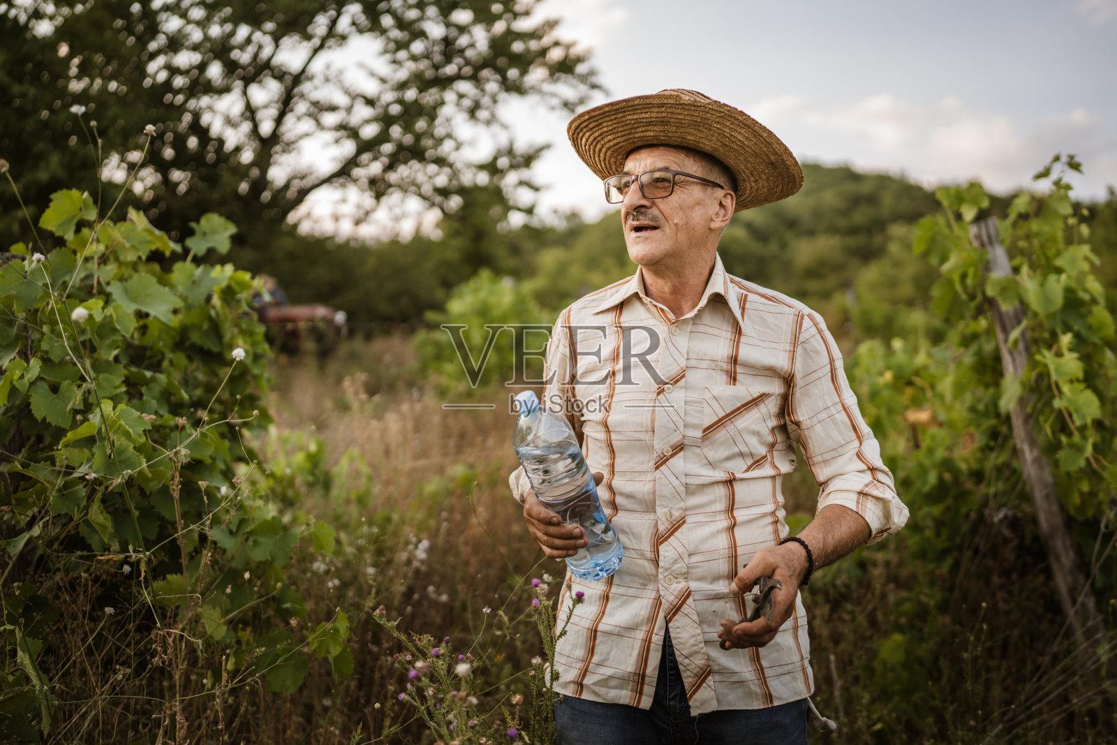 一位年长的农民在葡萄园里休息和修剪照片摄影图片