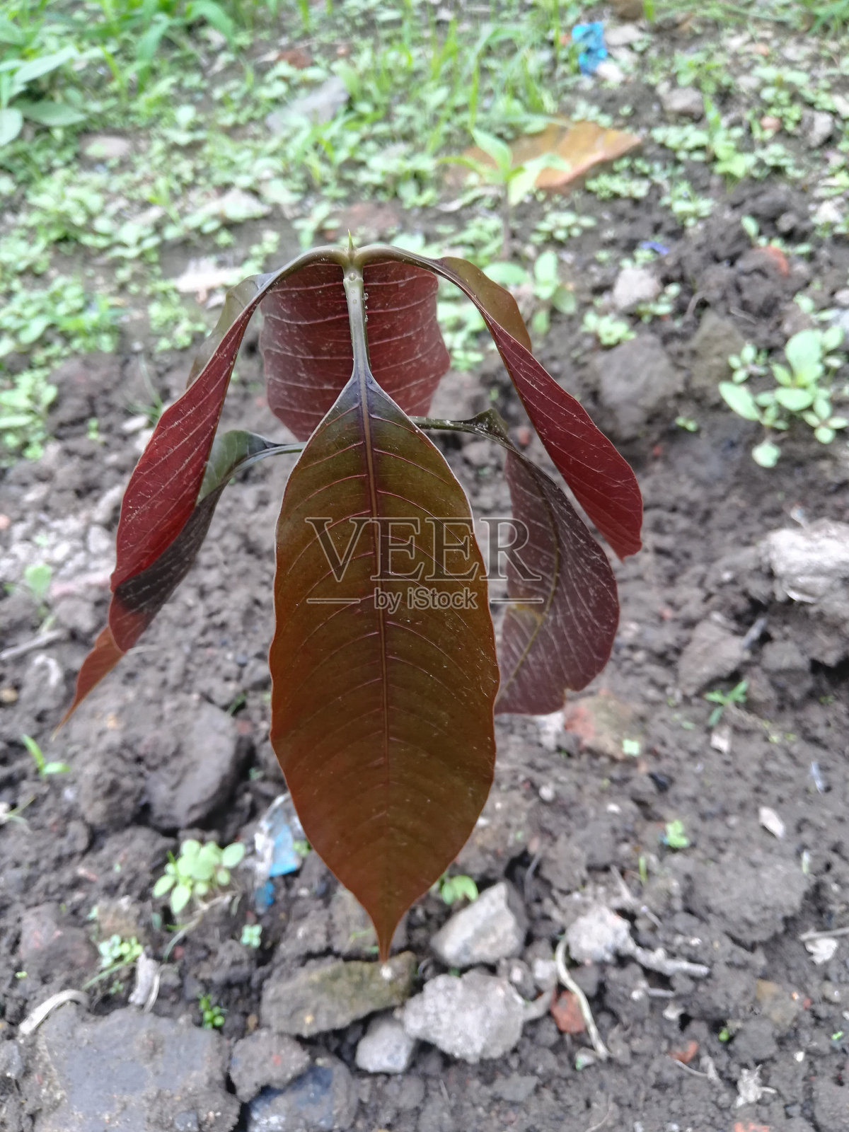 花园里美丽的小芒果照片摄影图片