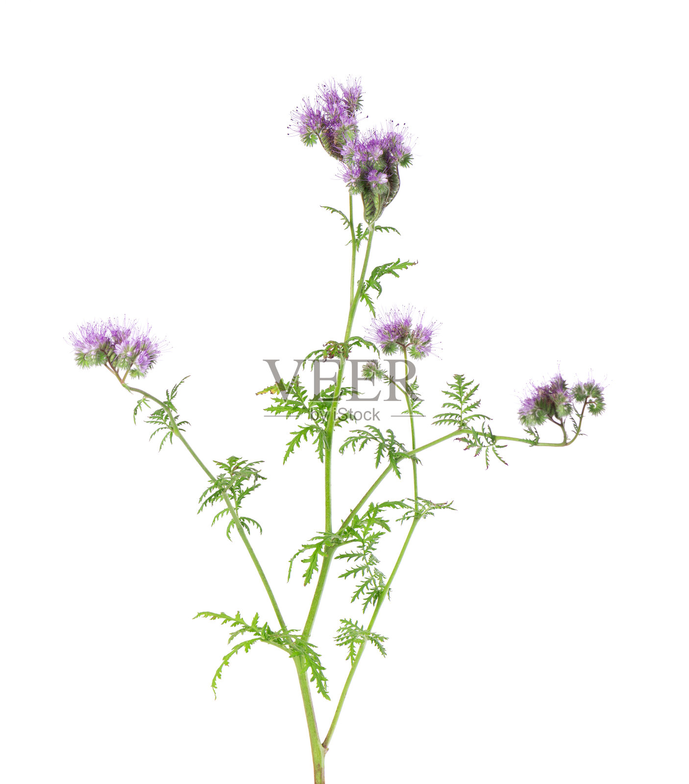 白穗属花孤立在白色背景上。浅紫色的花，有花边的白仙花或蓝色三色堇。照片摄影图片