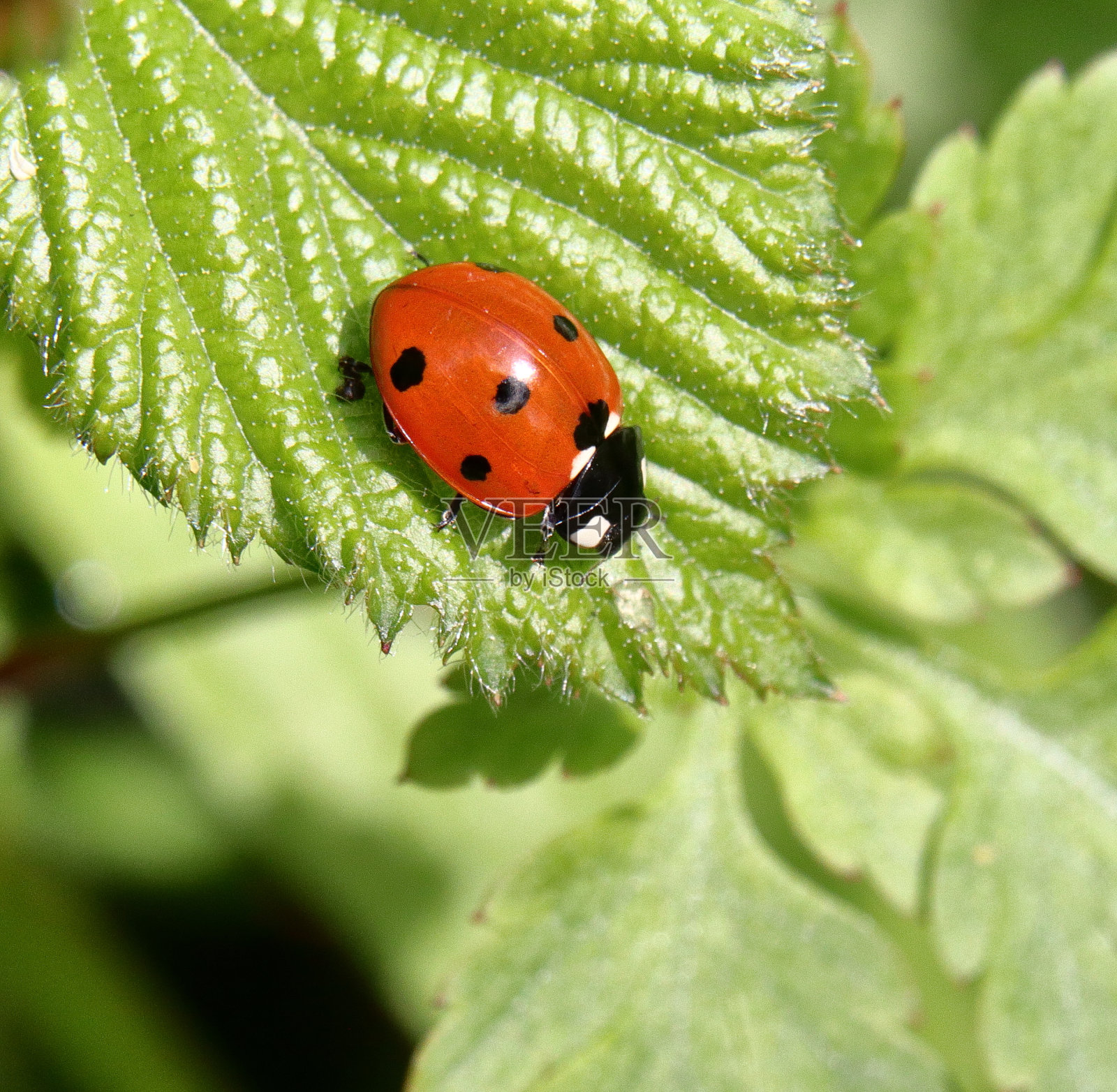 瓢虫照片摄影图片