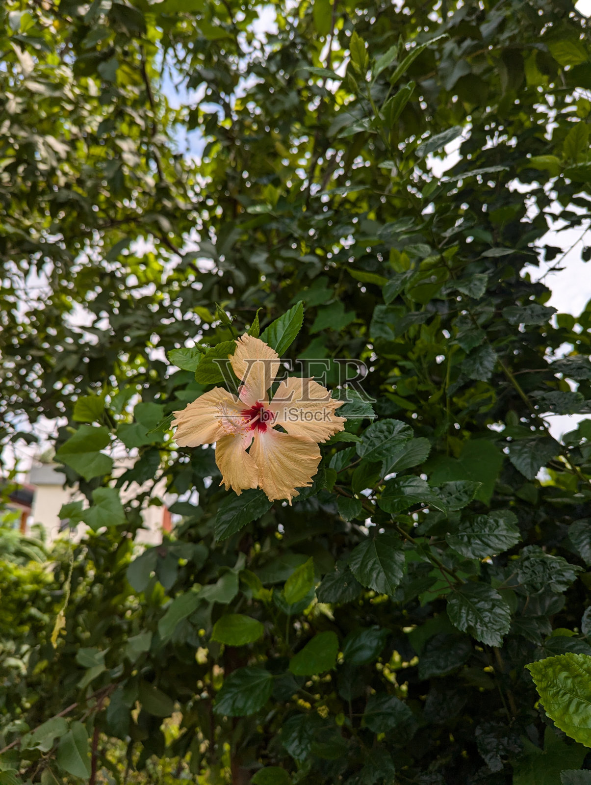 玫瑰芙蓉、中国芙蓉、月季、夏威夷芙蓉、玫瑰锦葵、鞋黑植物。照片摄影图片