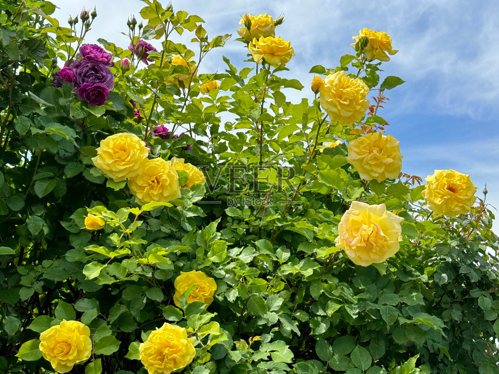 玫瑰丛里开着美丽的黄玫瑰花照片摄影图片