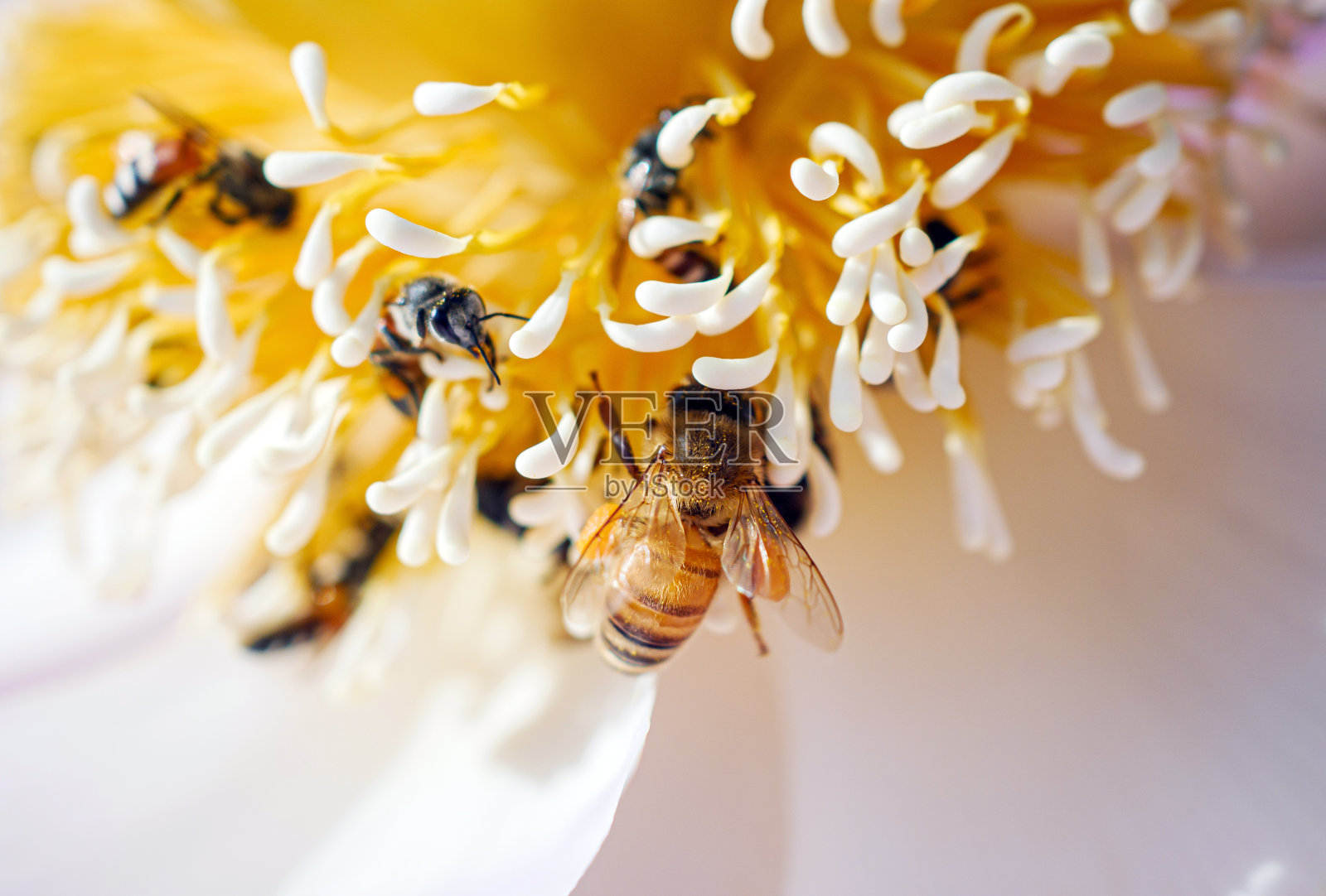 一群蜜蜂在莲花花粉上的特写，宏观照片摄影图片
