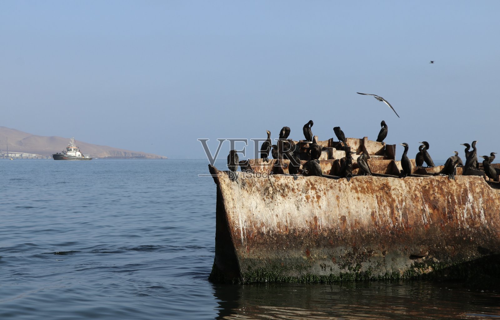 秘鲁帕拉卡斯的巴列斯塔斯群岛照片摄影图片