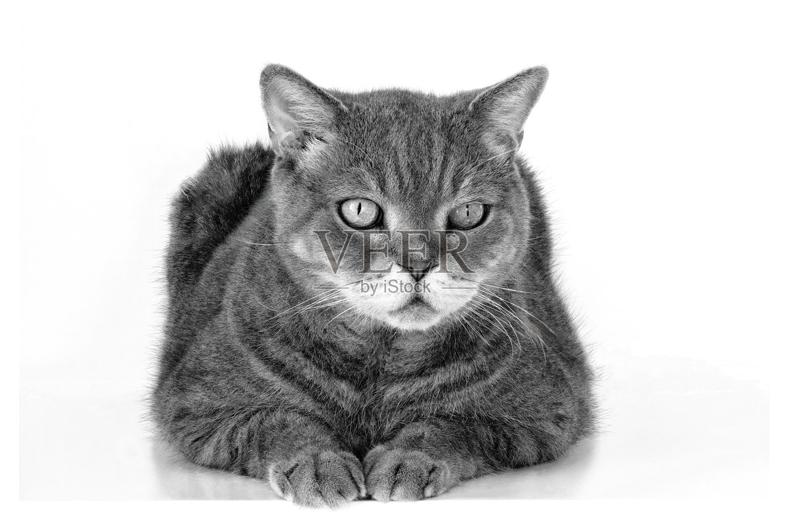 英国短毛猫画像照片摄影图片