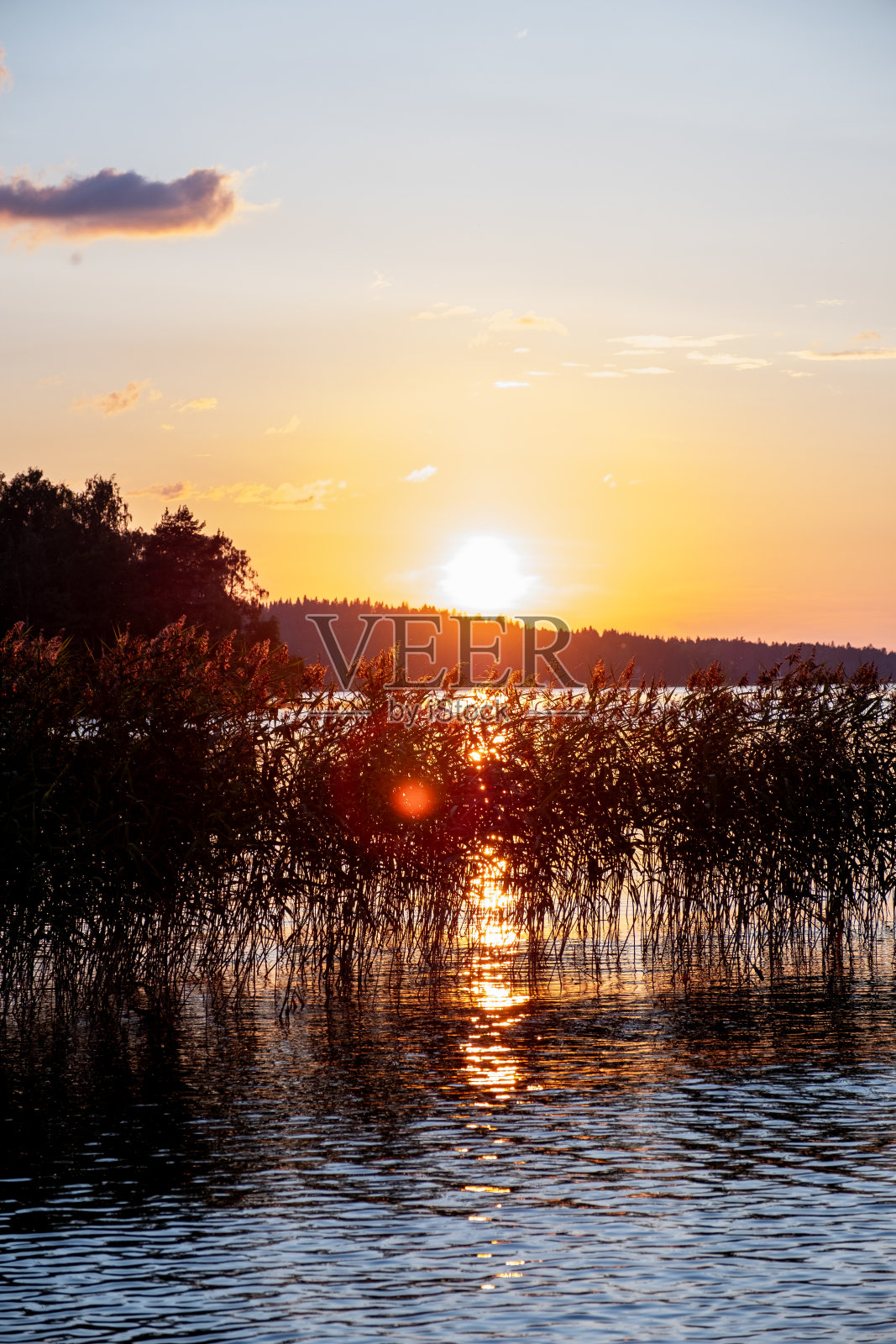 夏天的风景。日落在湖面上，明亮的橘黄色的太阳照亮了天空和湖水的湖芦苇。照片摄影图片