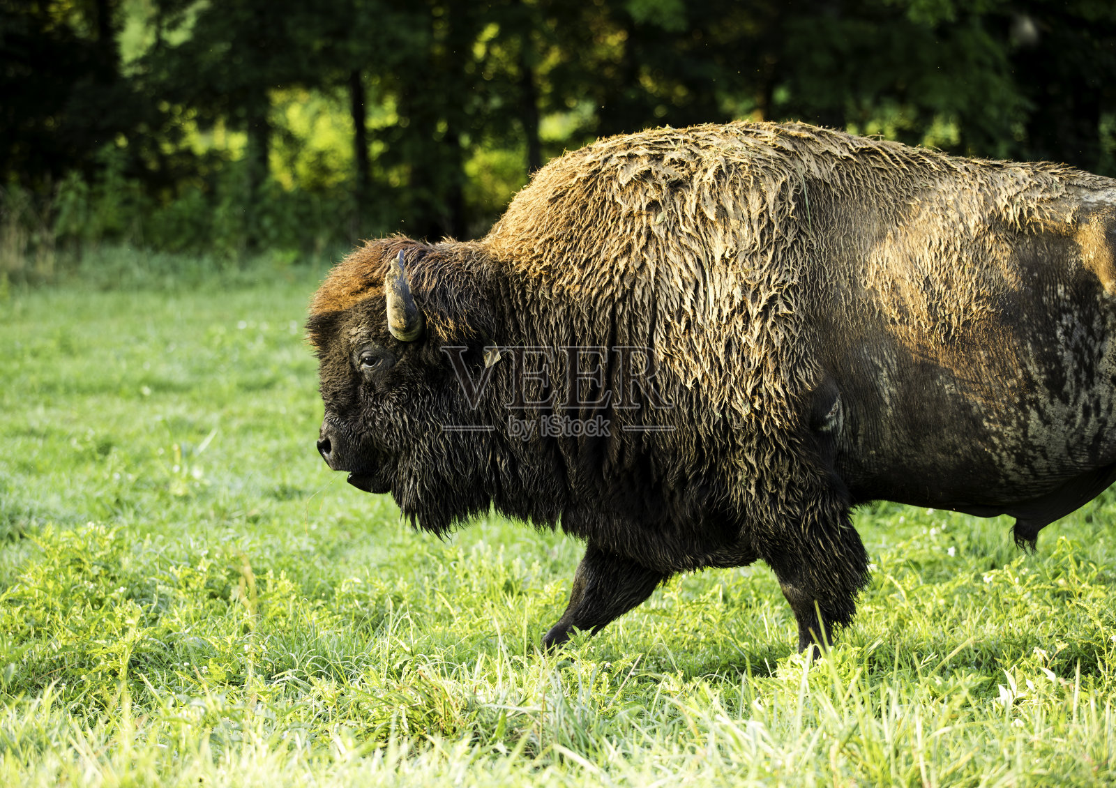 野牛照片摄影图片