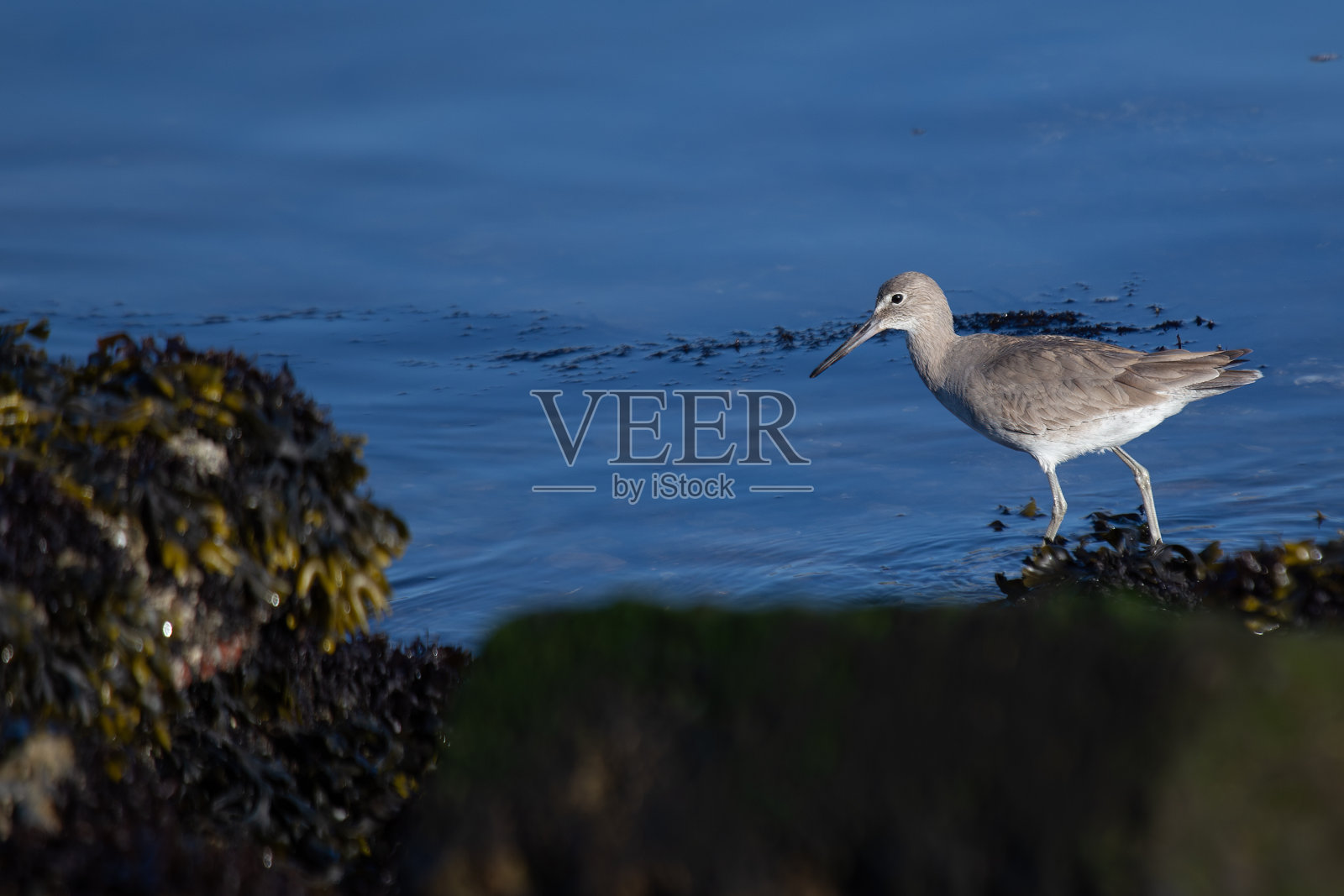 产自北美和南美照片摄影图片