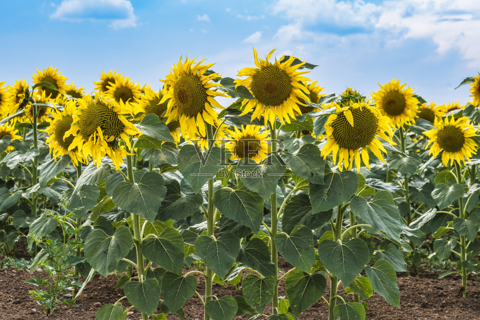 盛开的向日葵田照片摄影图片