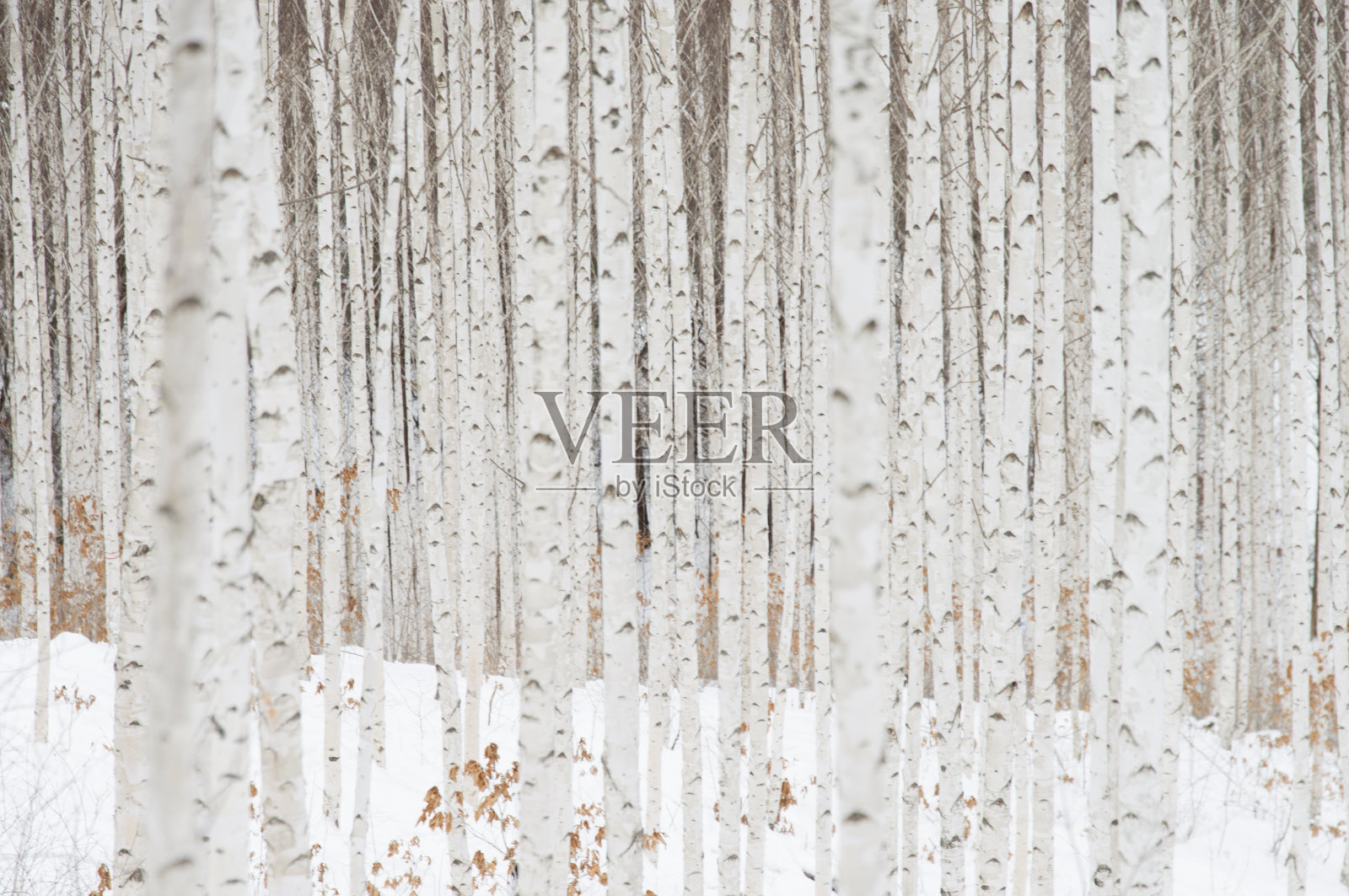 全帧拍摄的树干在森林照片摄影图片