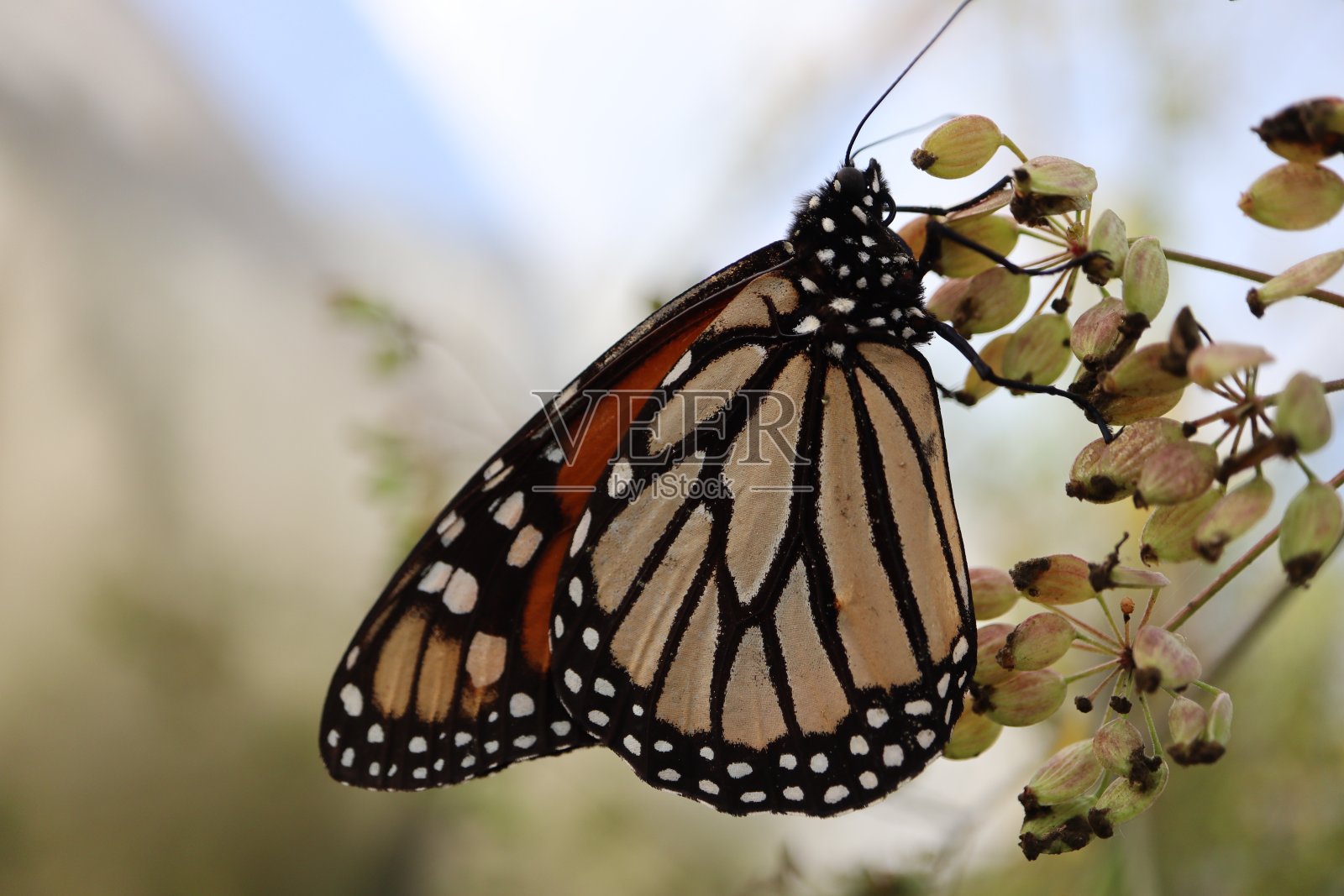 花上的帝王蝶照片摄影图片