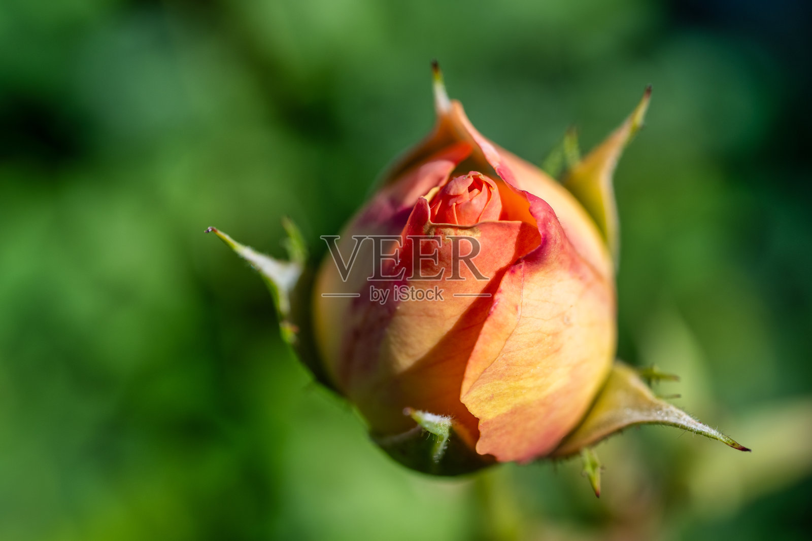 玫瑰盛开的景色照片摄影图片