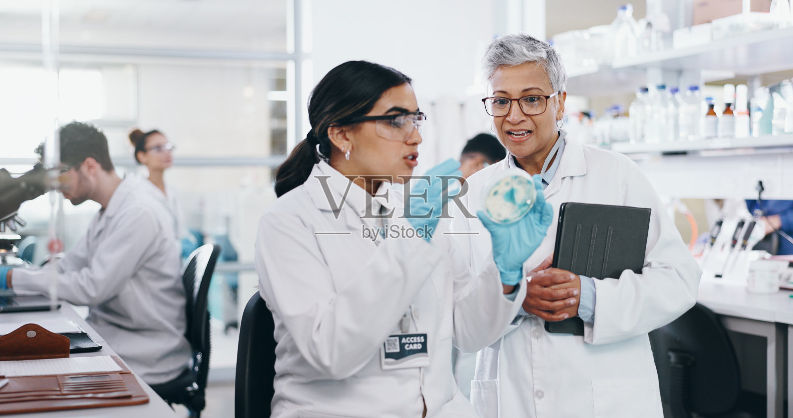 医学研究、实验和实践考试用实验室培养皿的科学、人员和培训。女生、女性与生物化学实习及研究与临床分析讨论。照片摄影图片